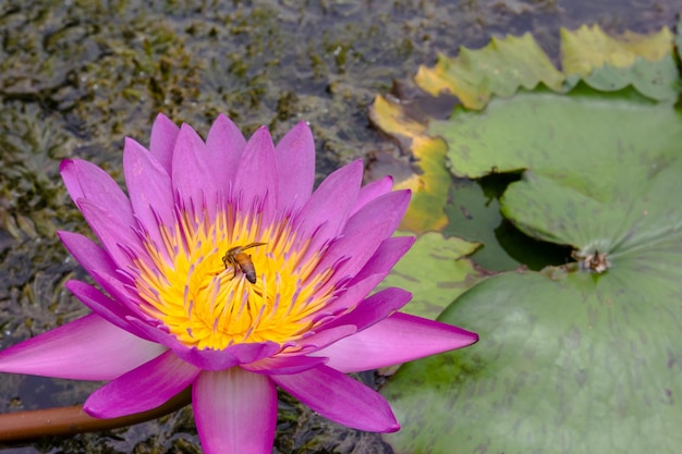 Pink lotus blooming in pond