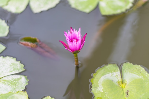 pink lotus blooming