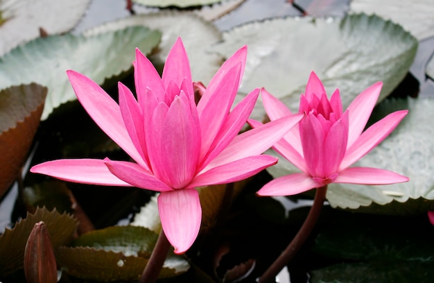 Pink lotus blossoms or water lily flowers blooming on pond