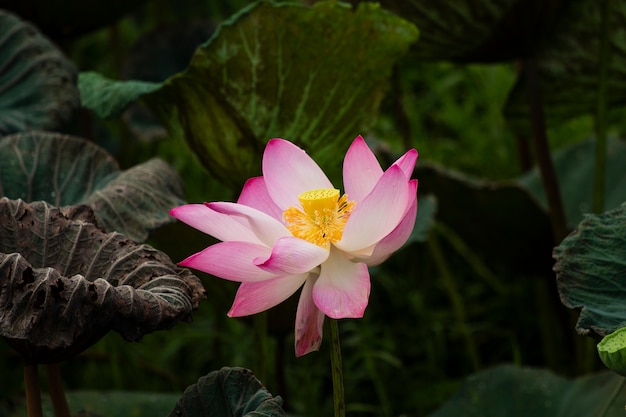 Pink lotus blossoms or water lily