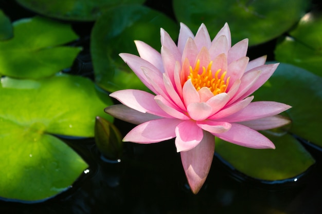 Pink lotus blossoms