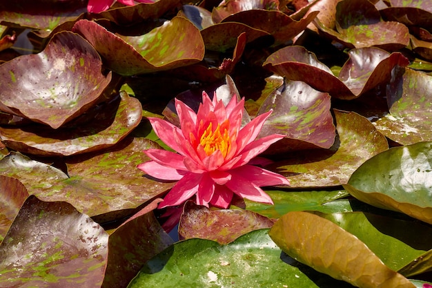 Pink lotus in the Botanical Garden