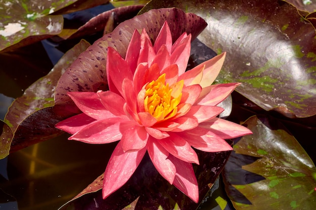 Pink lotus closeup in the pond