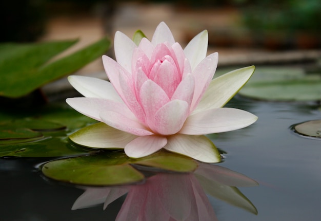 Pink lotus flot on the river gardent