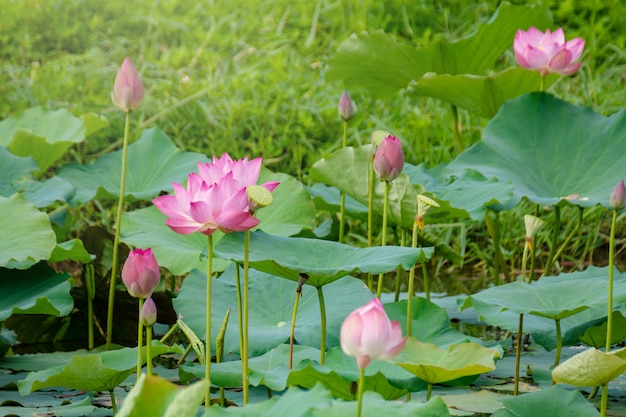 Pink lotus flower blooming among lush leaves in pond under bright summer sunshine