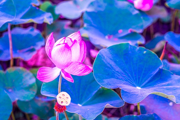 Pink lotus flower blooming in pond with green leaves background