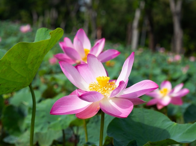 Pink lotus flower blooming in pond with green leaves