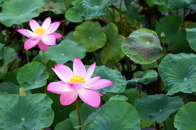 Pink lotus flower blooming in pond with green leaves