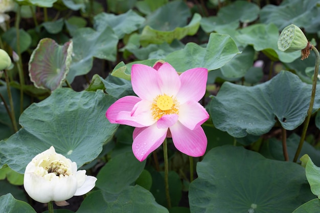 Pink lotus flower blooming in pond with green leaves