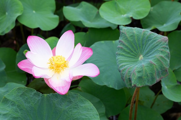 Pink lotus flower blooming in pond with green leaves