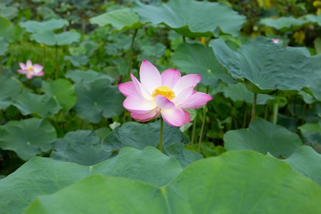 Pink lotus flower blooming in pond with green leaves