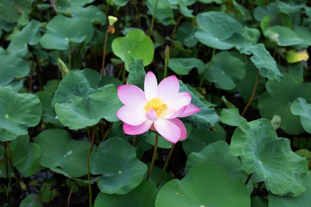 Pink lotus flower blooming in pond with green leaves