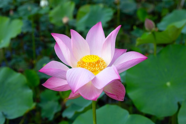 Pink lotus flower blooming in pond with green leaves