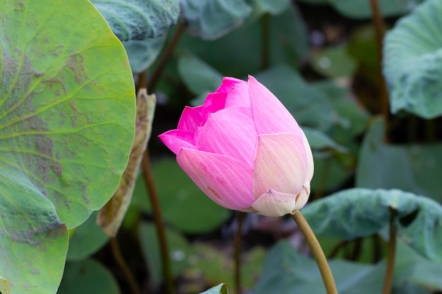 Pink lotus flower blooming in pond with green leaves