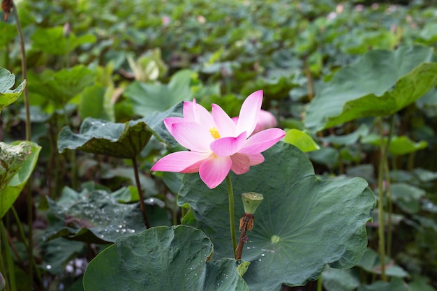 Pink lotus flower blooming in pond with green leaves