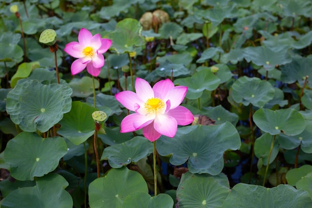 Pink lotus flower blooming in pond with green leaves