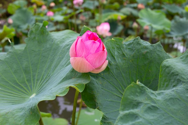 Pink lotus flower blooming in pond with green leaves