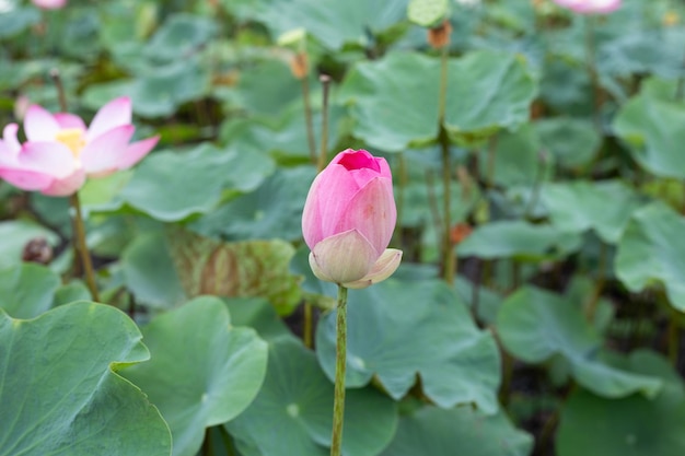 Pink lotus flower blooming in pond with green leaves