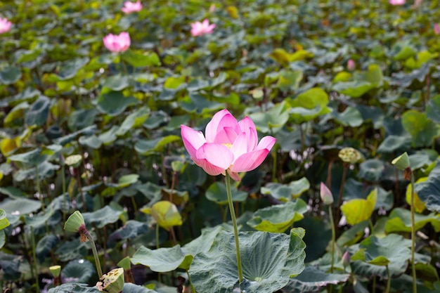 Pink lotus flower blooming in pond with green leaves