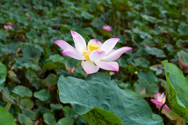 Pink lotus flower blooming in pond with green leaves