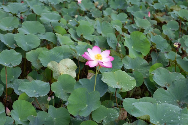 Pink lotus flower blooming in pond with green leaves