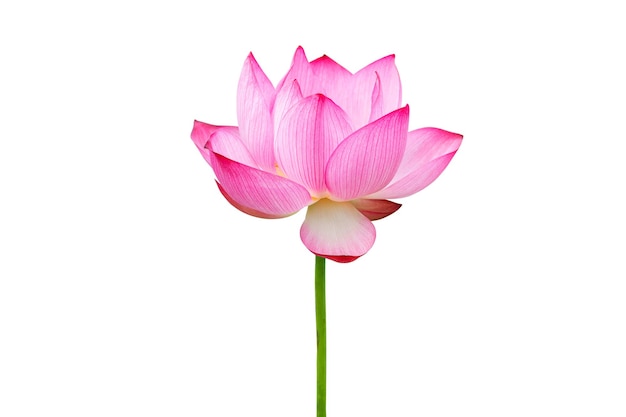 Pink Lotus flower isolated on white background. Nature concept For advertising design and assembly. File contains with clipping path so easy to work.