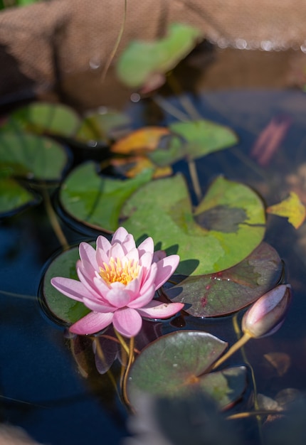 pink lotus flower on the lake