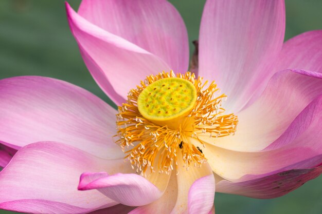 Pink Lotus flower in the morning in pond.