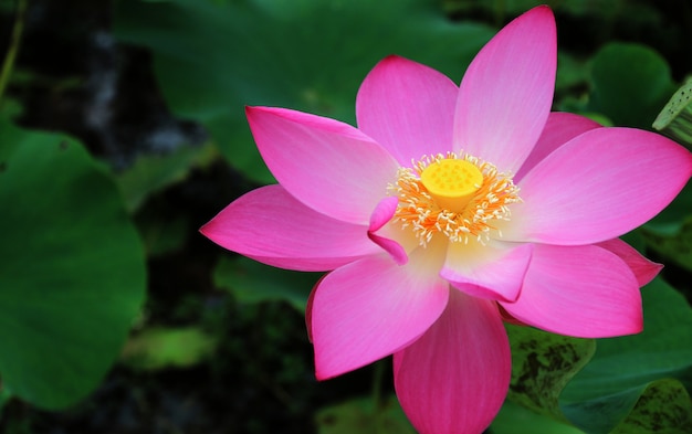 pink Lotus flower plants Autumn composition