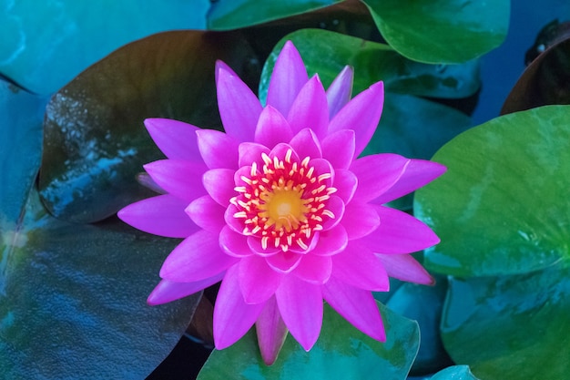 Pink lotus flower in pond.