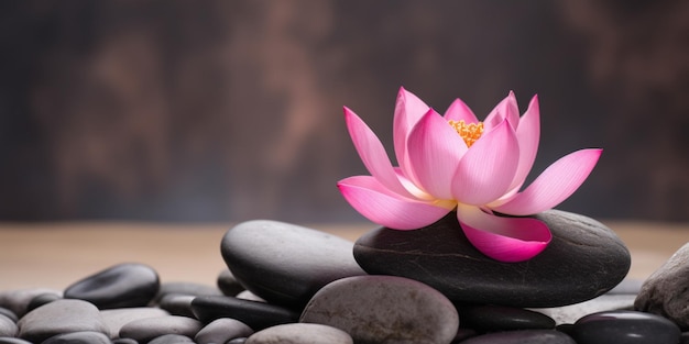 A pink lotus flower rests on a pile of rocks.