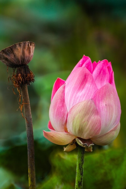 A pink lotus flower with a butterfly on it