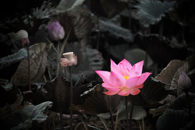 Pink lotus flowers are blooming