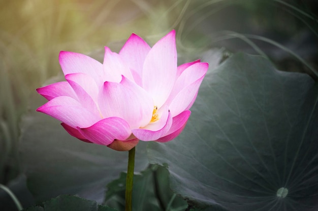 Pink lotus flowers are blooming