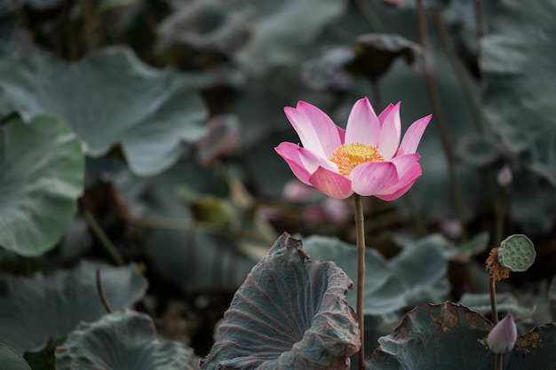 Pink lotus flowers are blooming