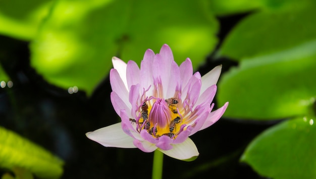 Pink lotus and green leaf lotus in the river