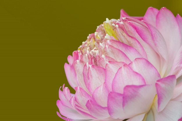 Pink lotus isolated on green background