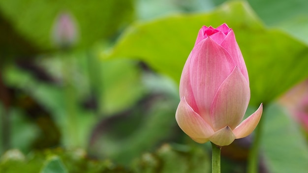 Pink lotus, Perfect bright pink water lily in a pond with reflection.