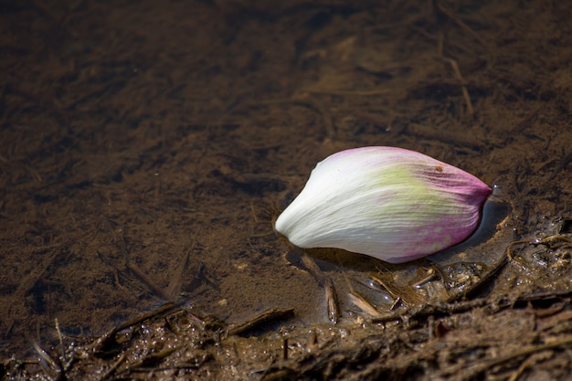 pink lotus petal