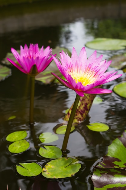 Pink lotus in pond. Nature and flower background.