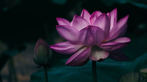 Pink lotus on the pond