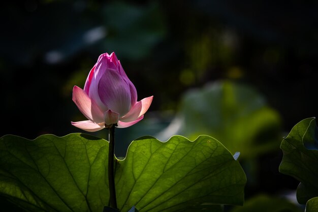 Pink Lotus in the pond