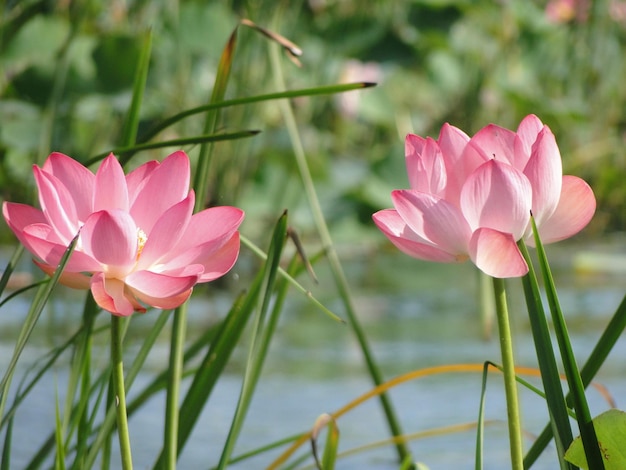 Pink lotus in water Delicate water lilies Aquatic flowers closeup Screen wallpaper 2024 Scenery