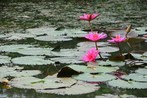 Photo pink lotus water lily in pond