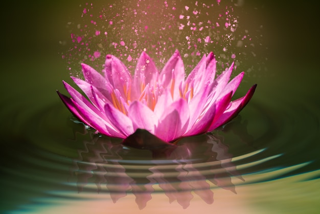 Pink lotus on water with waves Beautiful scent