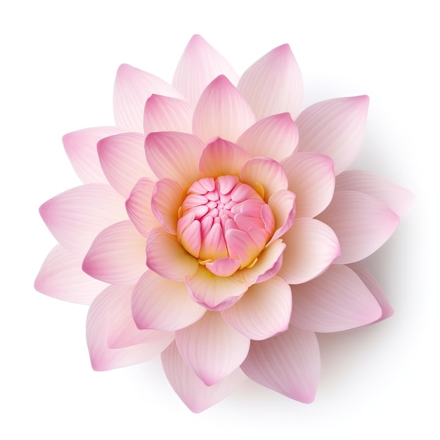 pink lotus on white background isolated