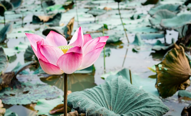 Pink lotus 