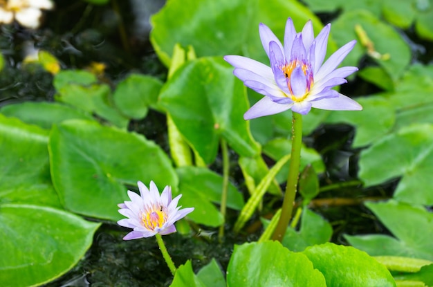 Pink lotus