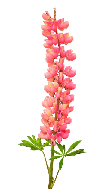 Pink lupine flowers isolated on white background Beautiful floral composition