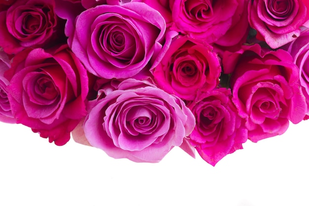 Pink and magenta fresh roses border isolated on white background